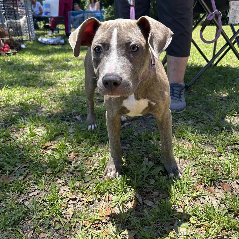 A baby medium-sized female Brindle Terrier dog named Addison for adoption in Pensacola, FL