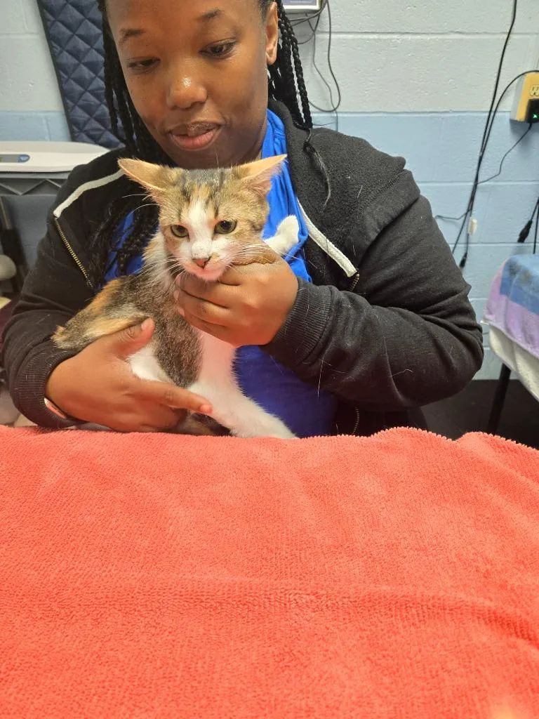 A young small-sized female Calico cat named Lucy for adoption in Detroit, MI