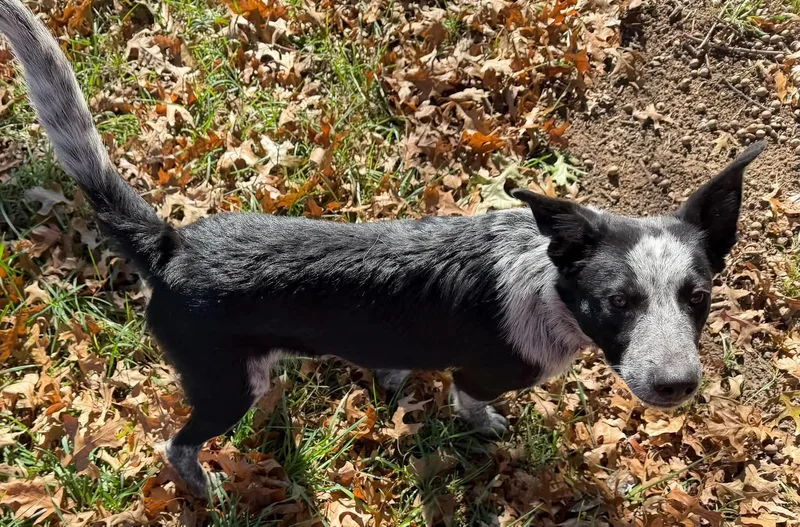 A young medium-sized male Australian Cattle Dog / Blue Heeler named Slate for adoption in Luttrell, TN