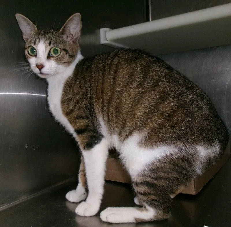 A young medium-sized female Tabby cat named Isabella for adoption in Carrollton, GA