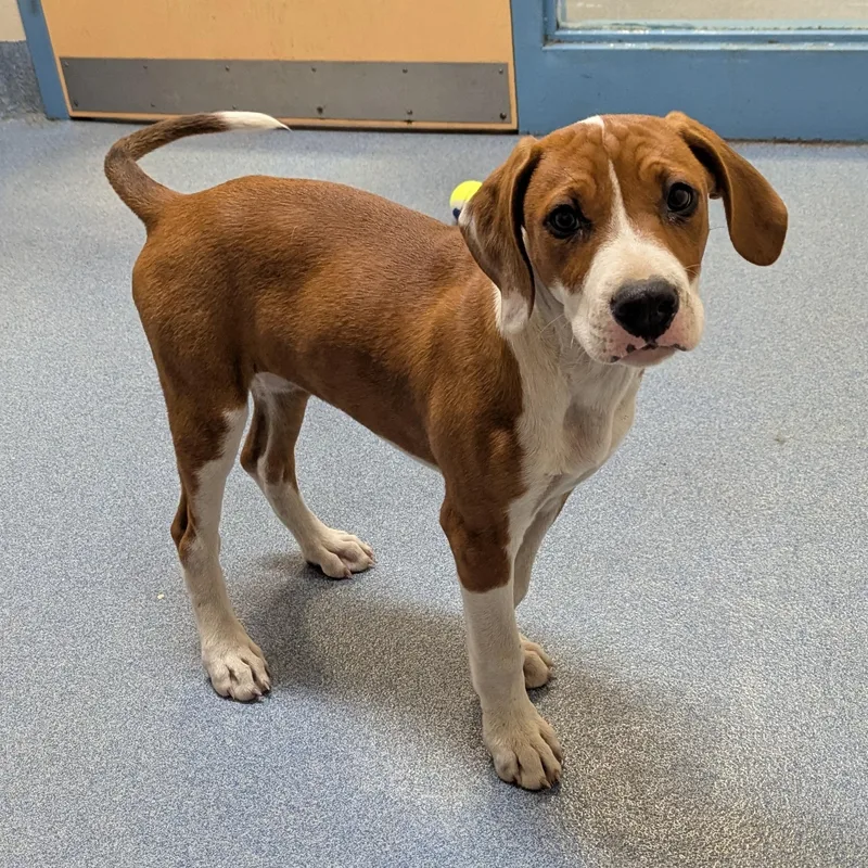 A baby medium-sized female Brown / Chocolate Hound dog named Dixie for adoption in Suffolk, VA