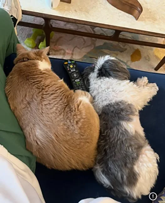 An adult extra large-sized male Buff & White Tabby cat named Sparky for adoption in Chicago, IL