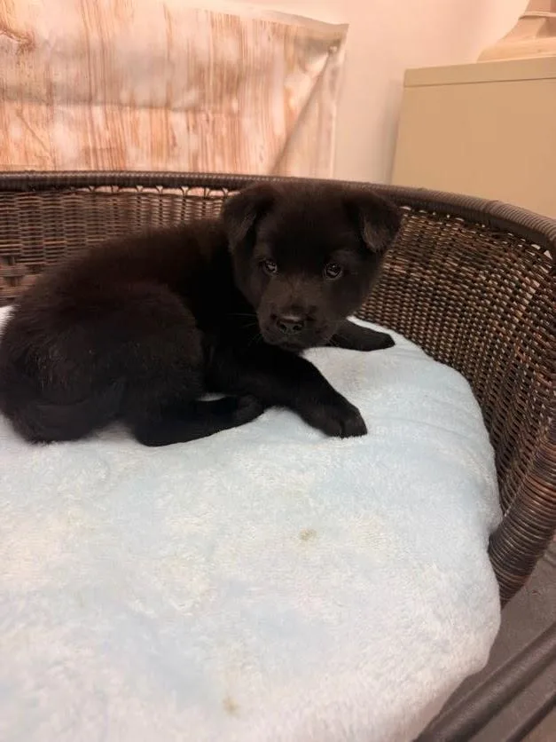 A baby medium-sized male Black Chow Chow dog named Haymitch for adoption in Neillsville, WI