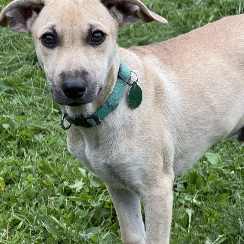 Reuben