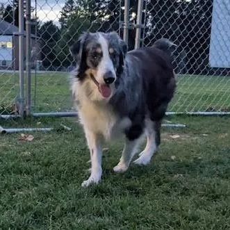 An adult medium-sized male Australian Shepherd dog named Mr. Bigglesworth for adoption in Newport, WA