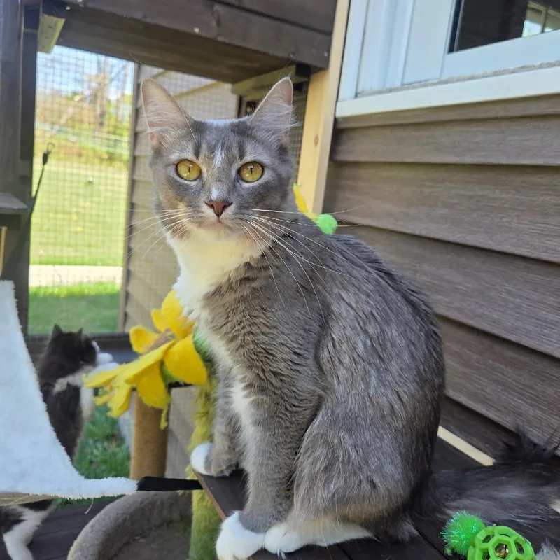 An adult small-sized female Gray / Blue / Silver Domestic Medium Hair cat named Eevee for adoption in Wind Gap, PA