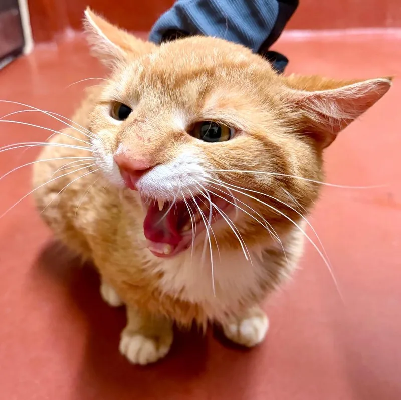 A young extra large-sized male Domestic Short Hair cat named Bocelli for adoption in Douglasville, GA