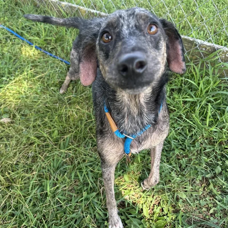 An adult medium-sized female Merle (Blue) Mixed Breed dog named Christine for adoption in Cape Girardeau, MO