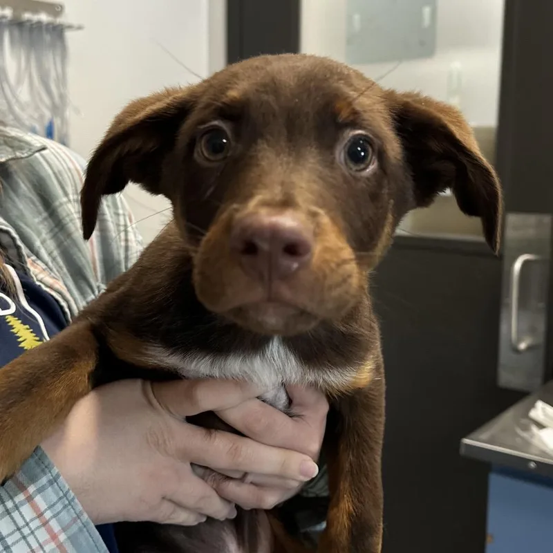 A baby small-sized male Brown / Chocolate Mixed Breed dog named Rolo for adoption in Hinsdale, IL
