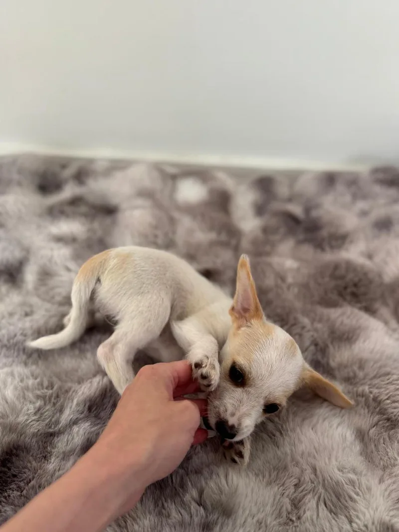A baby small-sized female White / Cream Chihuahua dog named Cream for adoption in Los Angeles, CA
