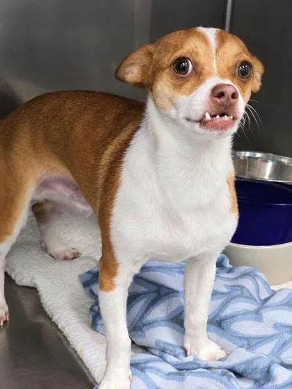 An adult small-sized male Chihuahua dog named Diego for adoption in Bedford, IN