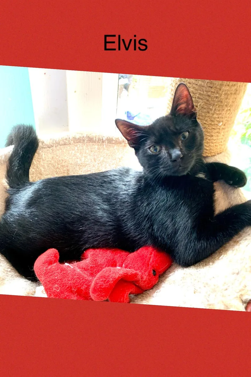 Elvis Presley thumbnail 3