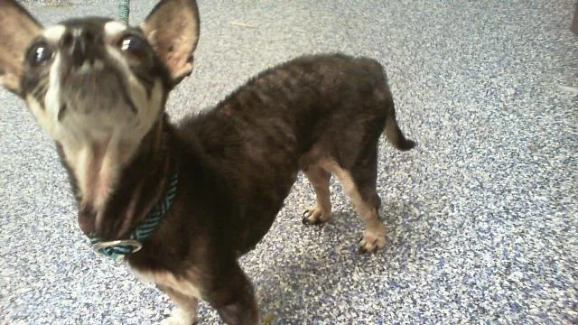 A senior small-sized female Chihuahua dog named Tinkerbell for adoption in Charlotte, NC