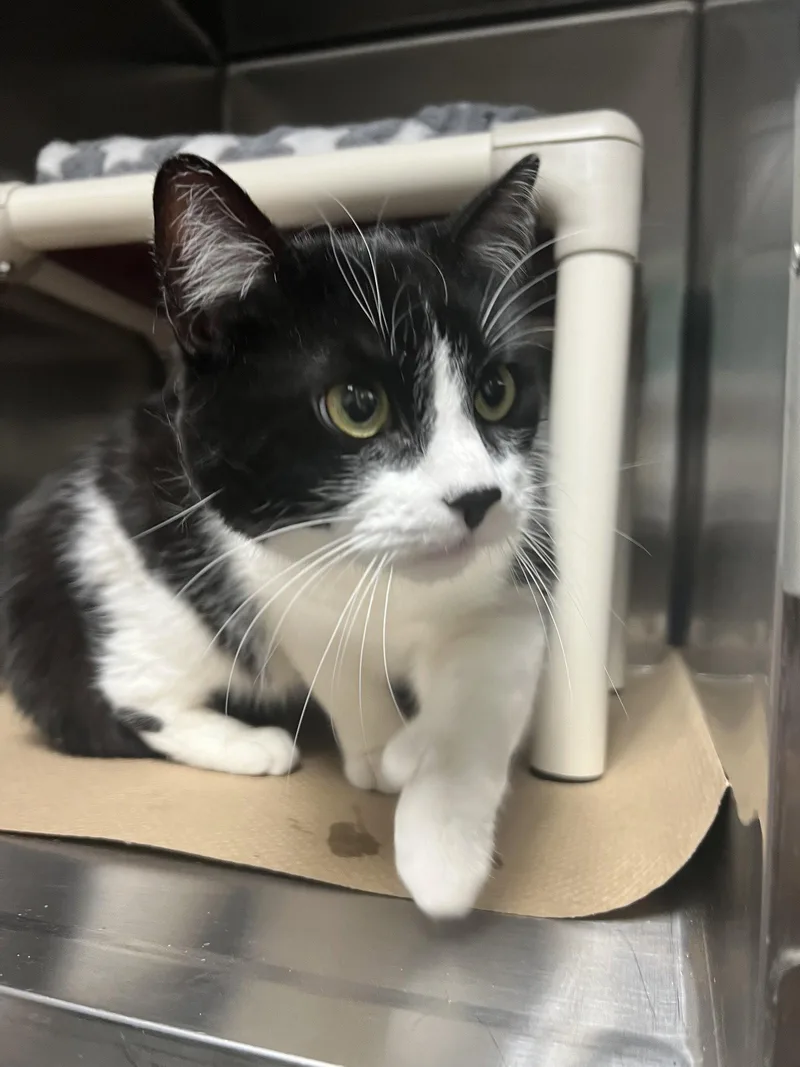 A young medium-sized female Black & White / Tuxedo Domestic Short Hair cat named Tinka for adoption in Trenton, NJ