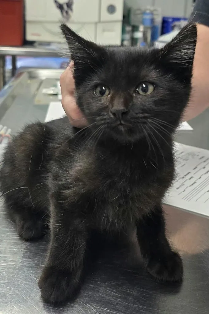 A baby small-sized male Domestic Medium Hair cat named Binx for adoption in Hillsdale, IN