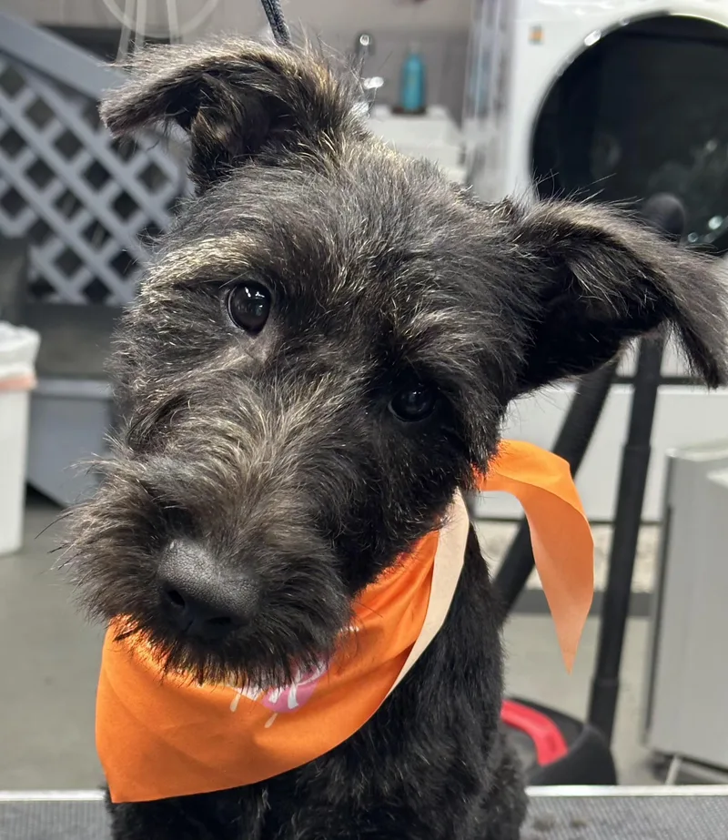 A young medium-sized female Scottish Terrier dog named Dixie for adoption in St. Louis, MO