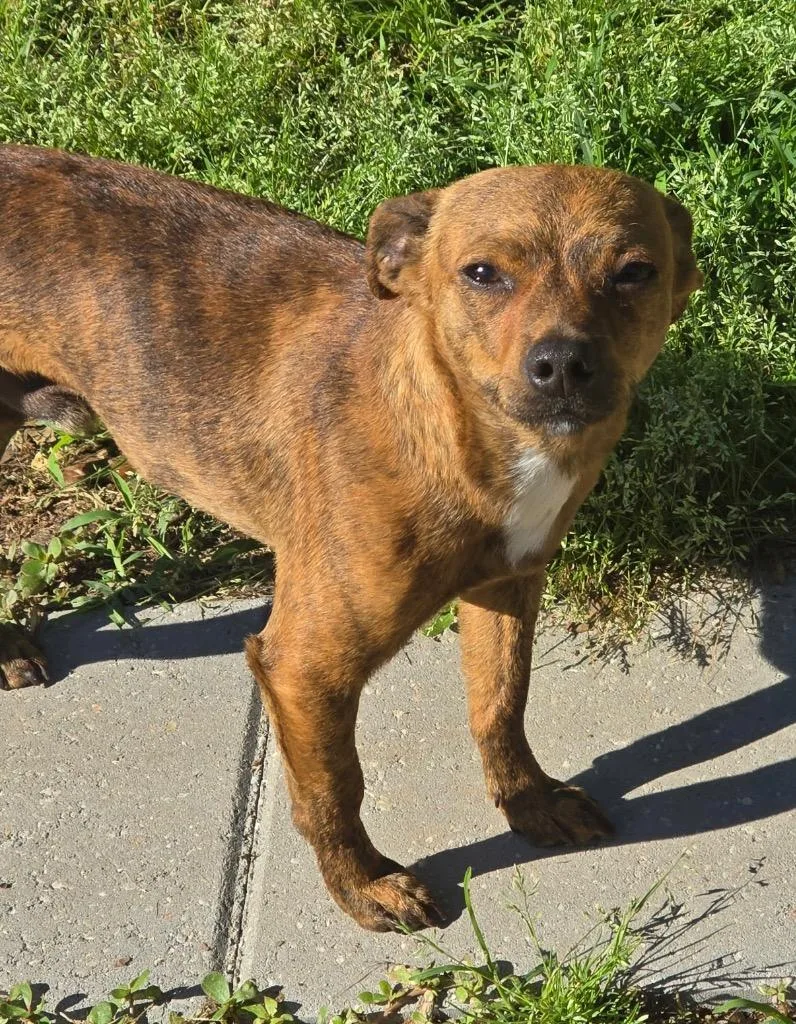 A baby medium-sized male Chihuahua dog named Johnny for adoption in Saint Francisville, LA