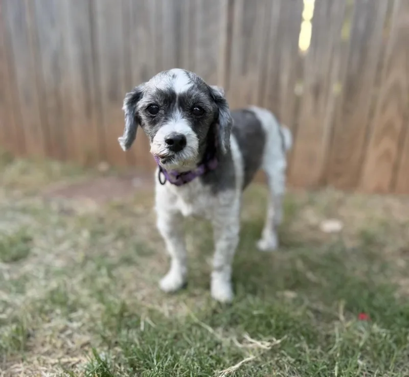 A senior small-sized male Gray / Blue / Silver Shih Tzu dog named Shaggy for adoption in Pelham, NH