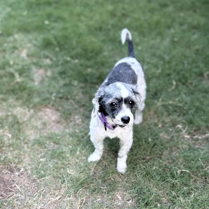 Shaggy thumbnail 3