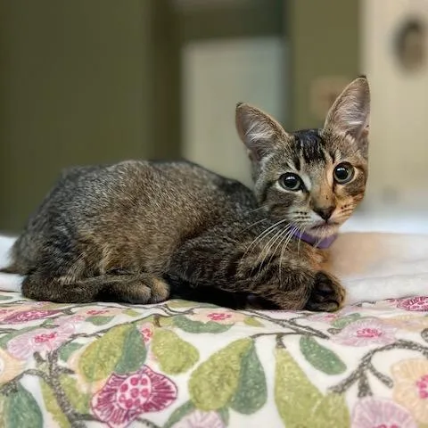 A baby small-sized male Domestic Short Hair cat named Fig for adoption in Cumming, GA