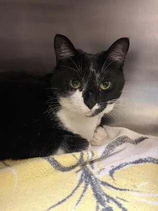 An adult large-sized female Domestic Short Hair cat named Tutu for adoption in Westland, MI