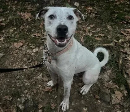 An adult large-sized male Mixed Breed dog named Buddy for adoption in Yellville, AR