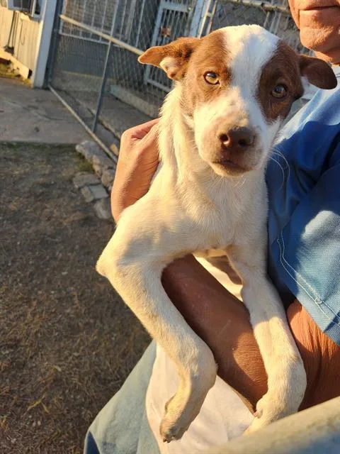 A young small-sized male Chihuahua dog named Buddy for adoption in San Antonio, TX