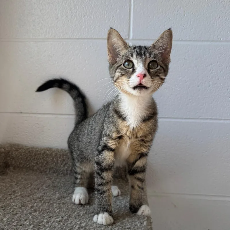 A baby small-sized male Brown / Chocolate Domestic Short Hair cat named Hummingbird for adoption in South Elgin, IL