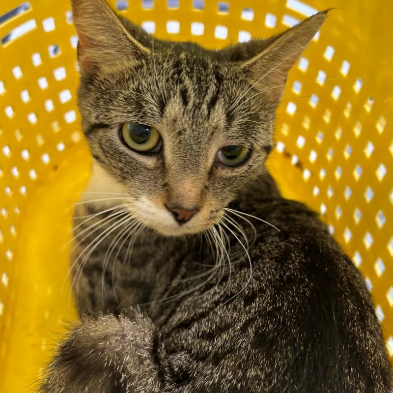 A young medium-sized female Domestic Short Hair cat named Sprite for adoption in Allentown, PA