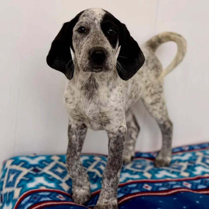 A baby medium-sized female White / Cream Bluetick Coonhound dog named Pearl for adoption in Green Bay, WI