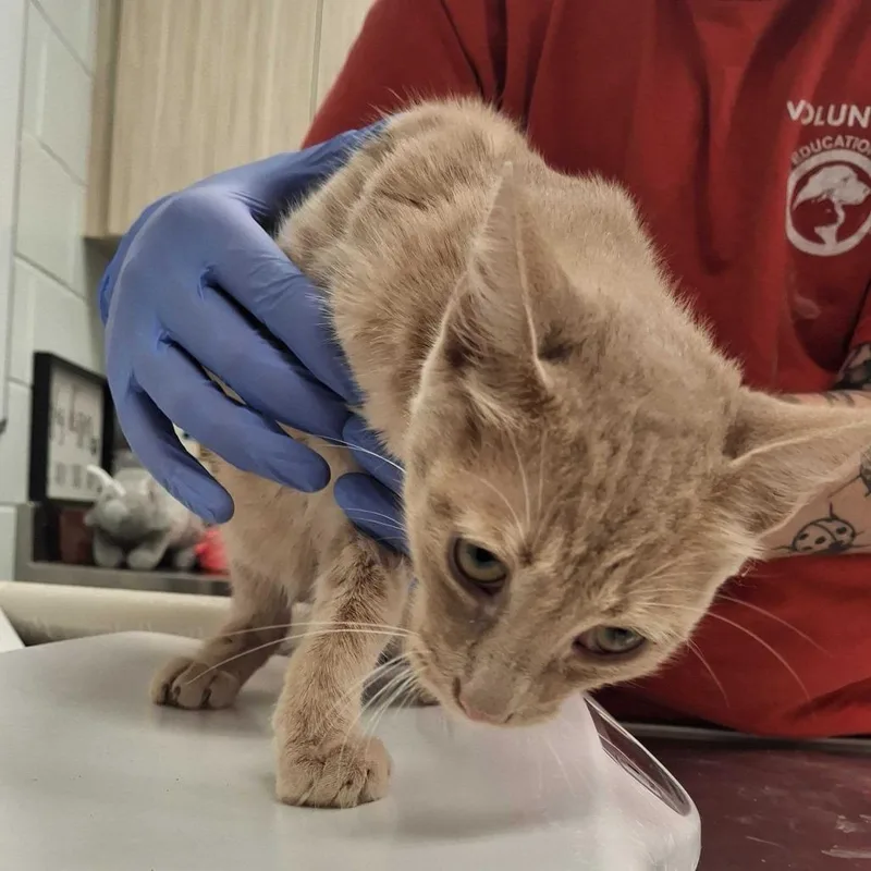 A young small-sized male Brown / Chocolate Domestic Short Hair cat named Shiitake for adoption in Chattanooga, TN
