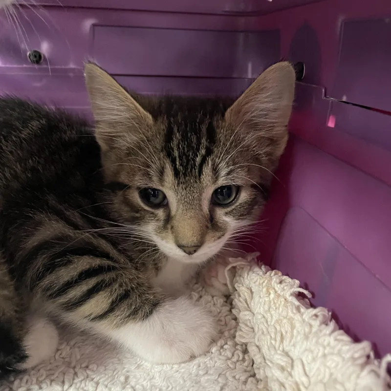 A baby small-sized male Tabby (Brown / Chocolate) Domestic Short Hair cat named Tubs for adoption in Greenback, TN