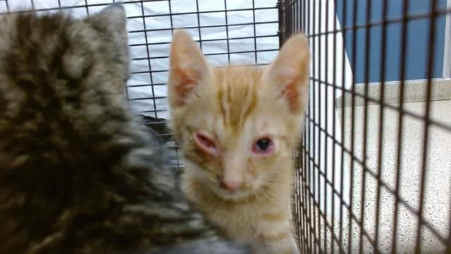 A baby small-sized male Domestic Short Hair cat named Chia for adoption in Miami, FL