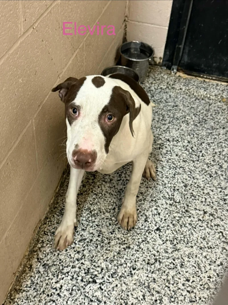 A young large-sized female Pointer dog named Elvira for adoption in Fayetteville, WV