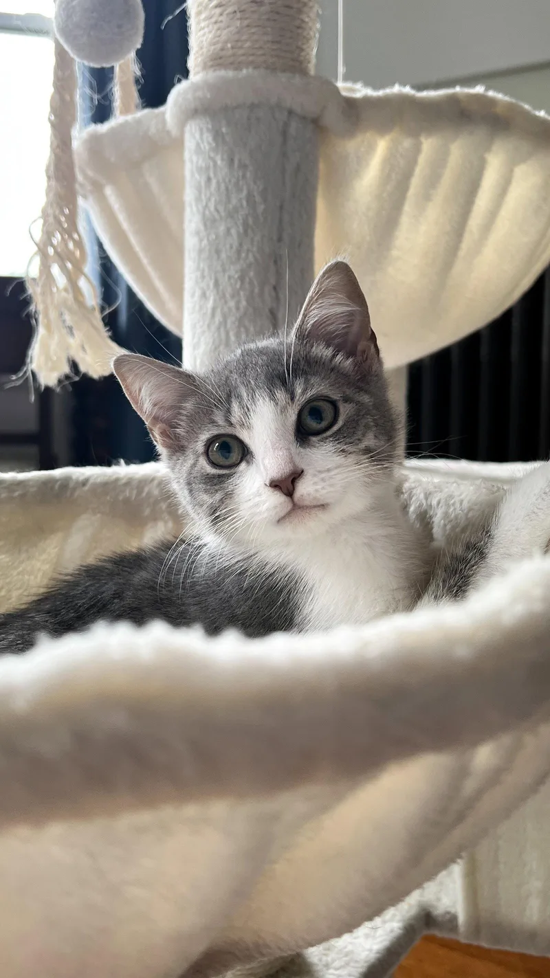 A baby small-sized male Tabby cat named Marie for adoption in Cincinnati, OH