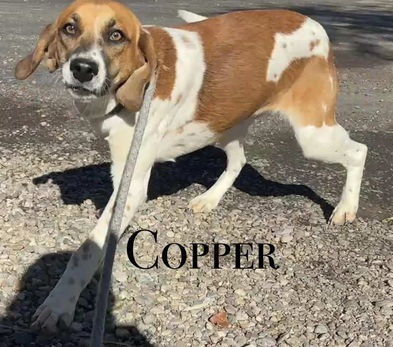 An adult medium-sized female Hound dog named Copper for adoption in Craig, CO