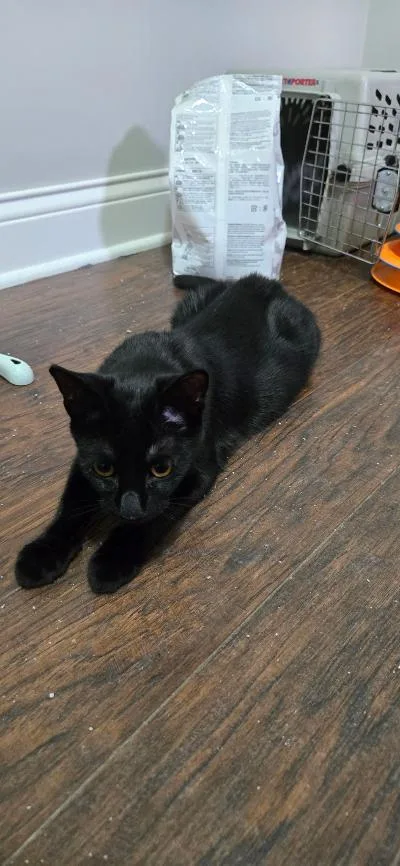 Harlan