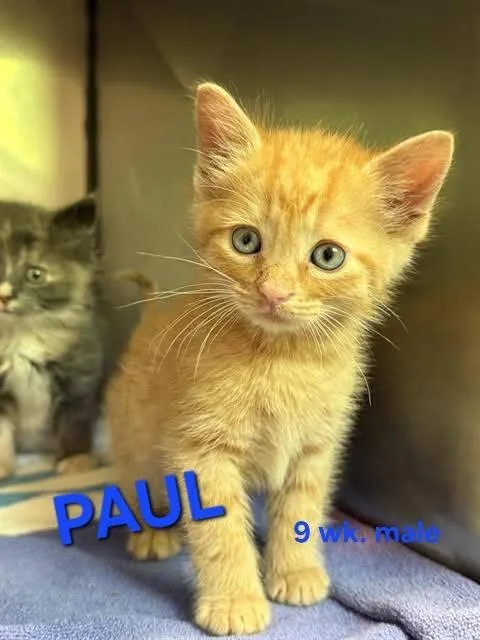 A baby medium-sized male Orange / Red Domestic Short Hair cat named Paul for adoption in Holbrook, NY