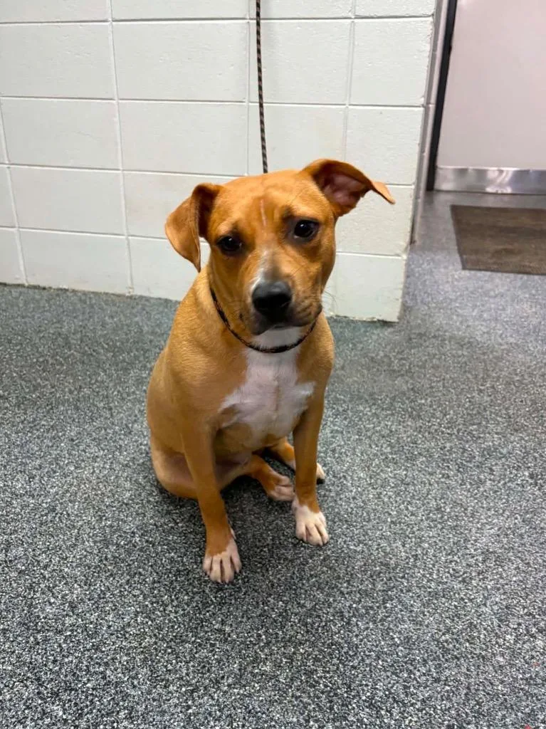 A young large-sized female Mixed Breed dog named Eclair for adoption in Tifton, GA