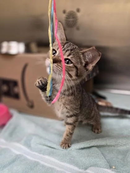 A baby small-sized female Domestic Short Hair cat named Plum for adoption in Westland, MI