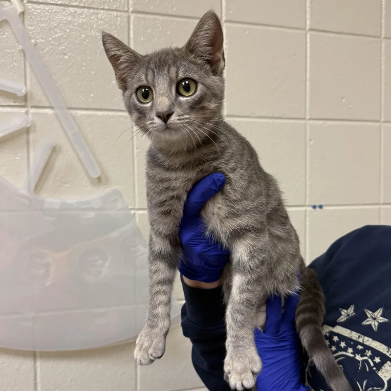 A young small-sized male Domestic Short Hair cat named Butternut for adoption in Kearney, NE