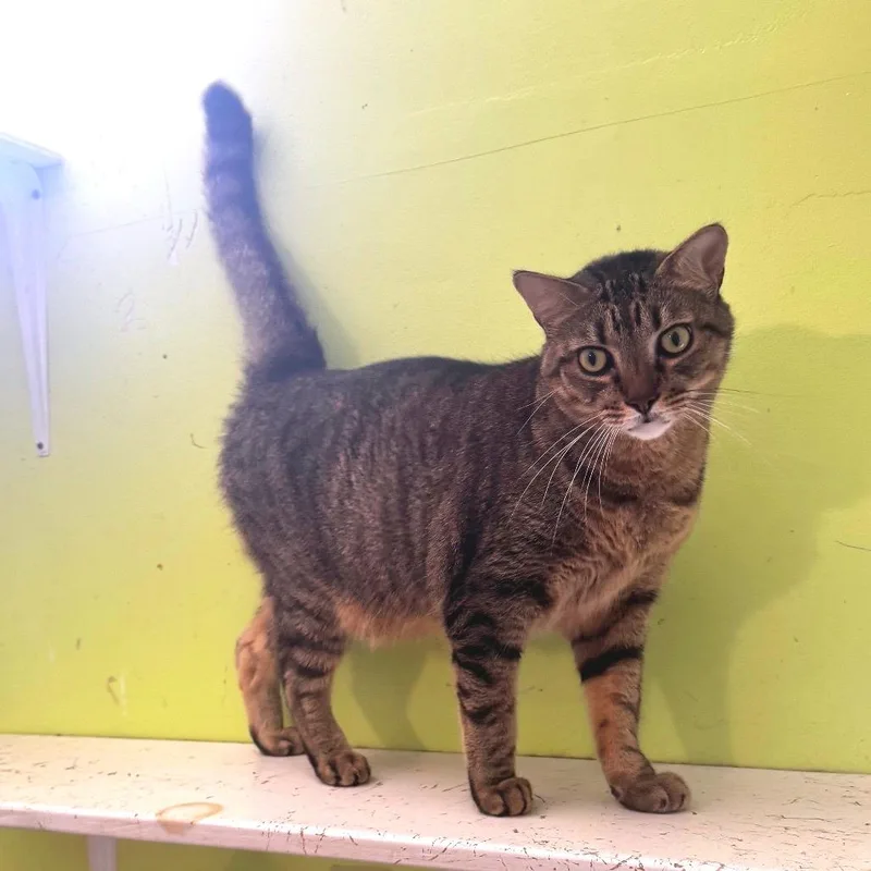 A senior medium-sized male Brown / Chocolate Domestic Short Hair cat named Charles for adoption in Brownsboro, AL