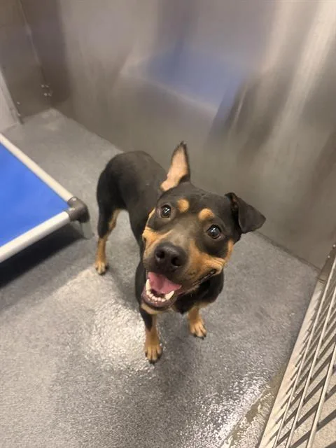 A young medium-sized male Mixed Breed dog named Chief for adoption in Dallas, TX