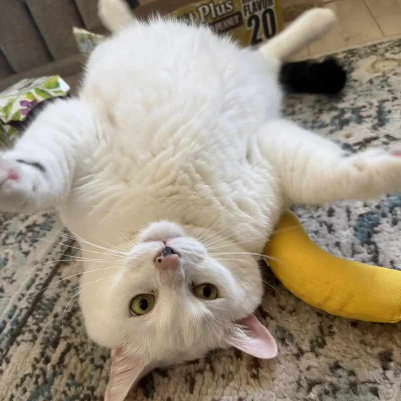 An adult medium-sized male Domestic Short Hair cat named Otis for adoption in Rochester, NY