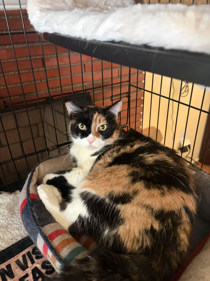 A senior large-sized female Calico cat named Sofia for adoption in Beverly Hills, CA