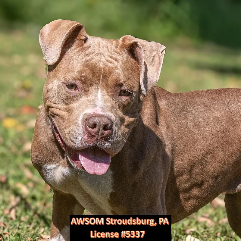 A young large-sized female Brown / Chocolate American Staffordshire Terrier dog named Fae for adoption in Stroudsburg, PA