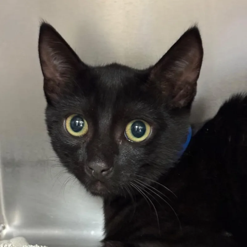 A baby small-sized male Domestic Short Hair cat named Jack for adoption in Santa Barbara, CA
