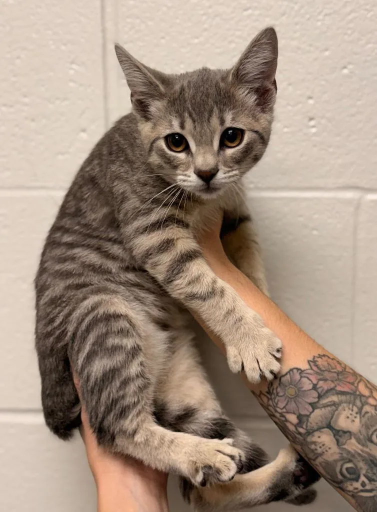 A baby small-sized female Domestic Short Hair cat named Jubilee for adoption in Defiance, OH