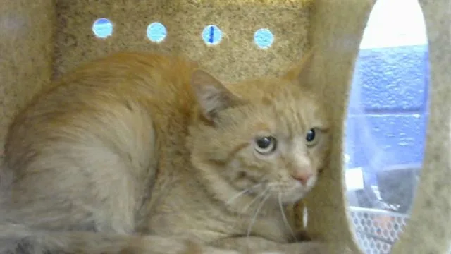 An adult medium-sized male Domestic Short Hair cat named Turbo for adoption in Albuquerque, NM