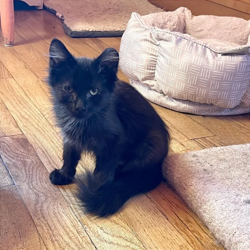 A baby small-sized female Black Domestic Short Hair cat named Cocoa for adoption in Hailey, ID